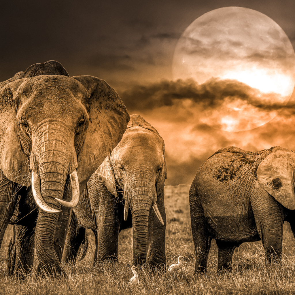 Стадо слонов на фоне луны