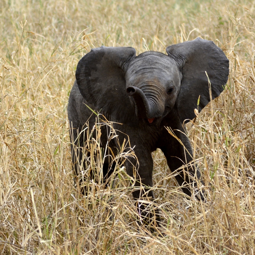 Маленький слоненок в траве 