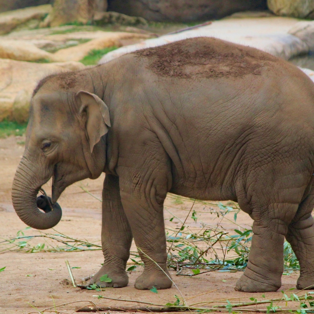 Маленький серый слоненок в зоопарке