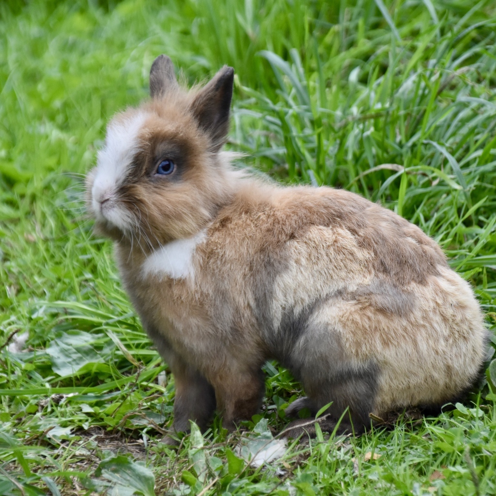 Красивый декоративный кролик на зеленой траве