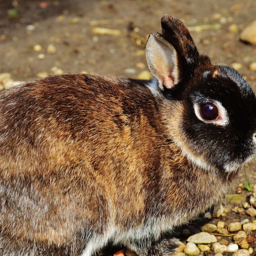 Красивый кролик крупным планом