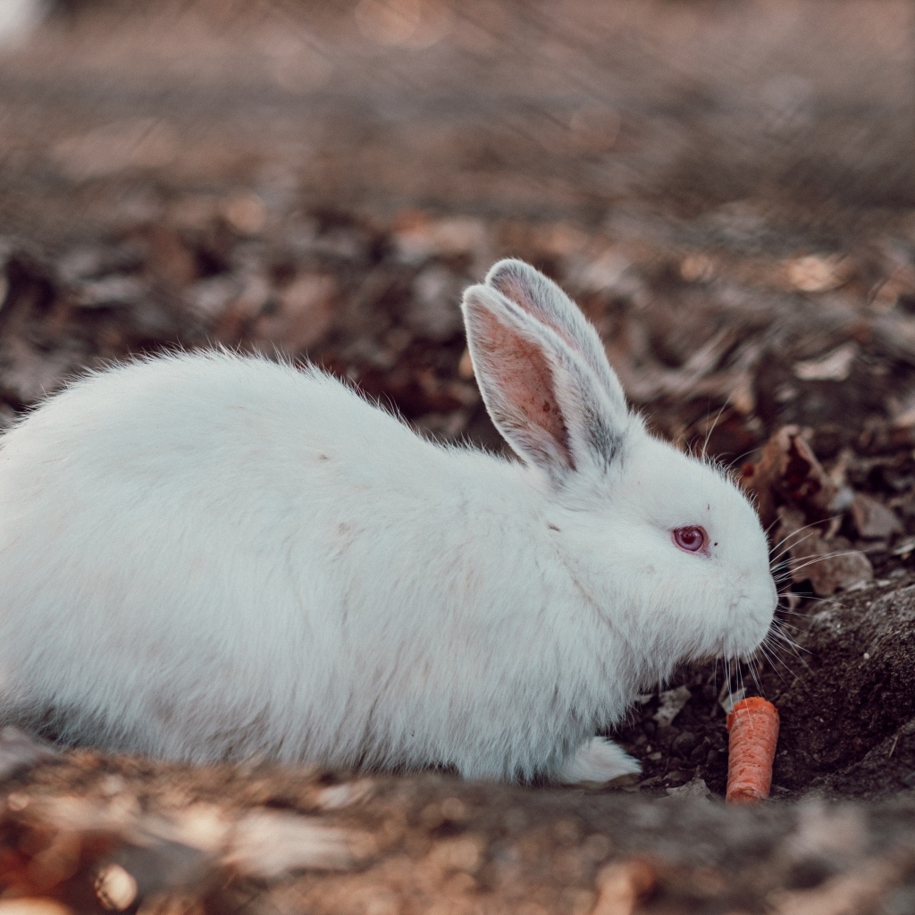 Большой белый кролик  с морковью 