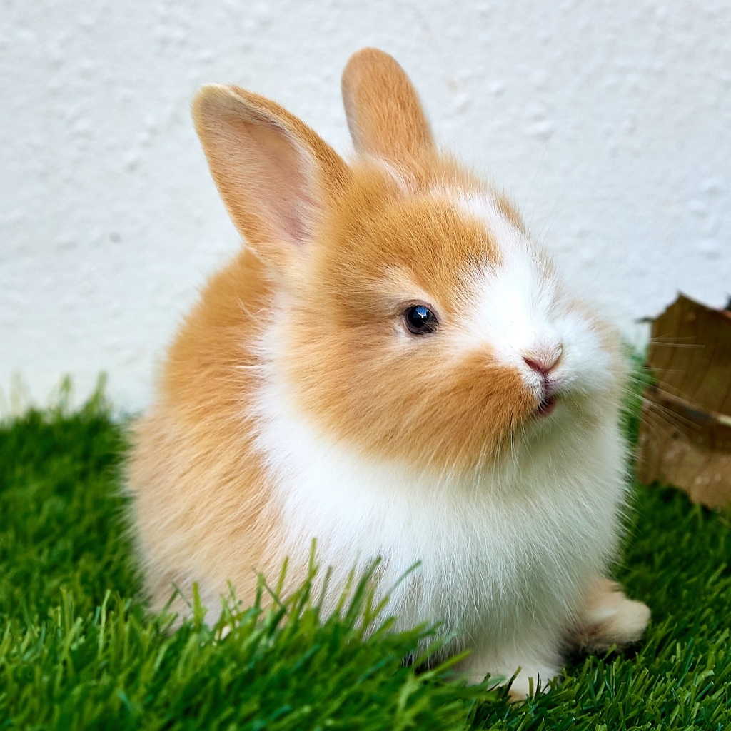 Маленький милый декоративный кролик на зеленой траве