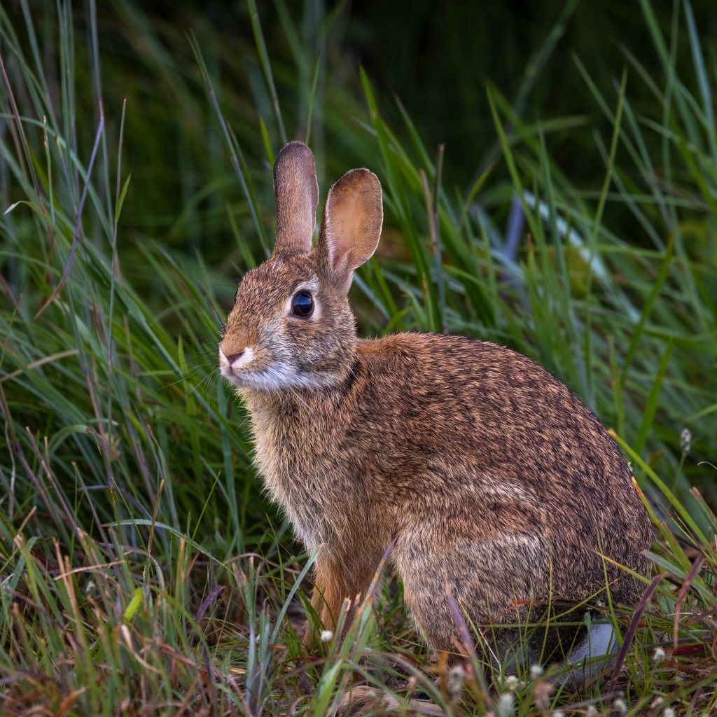 Дикий серый заяц сидит в траве