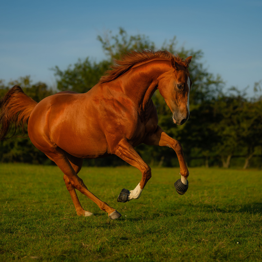 Красивый коричневый конь на зеленой траве
