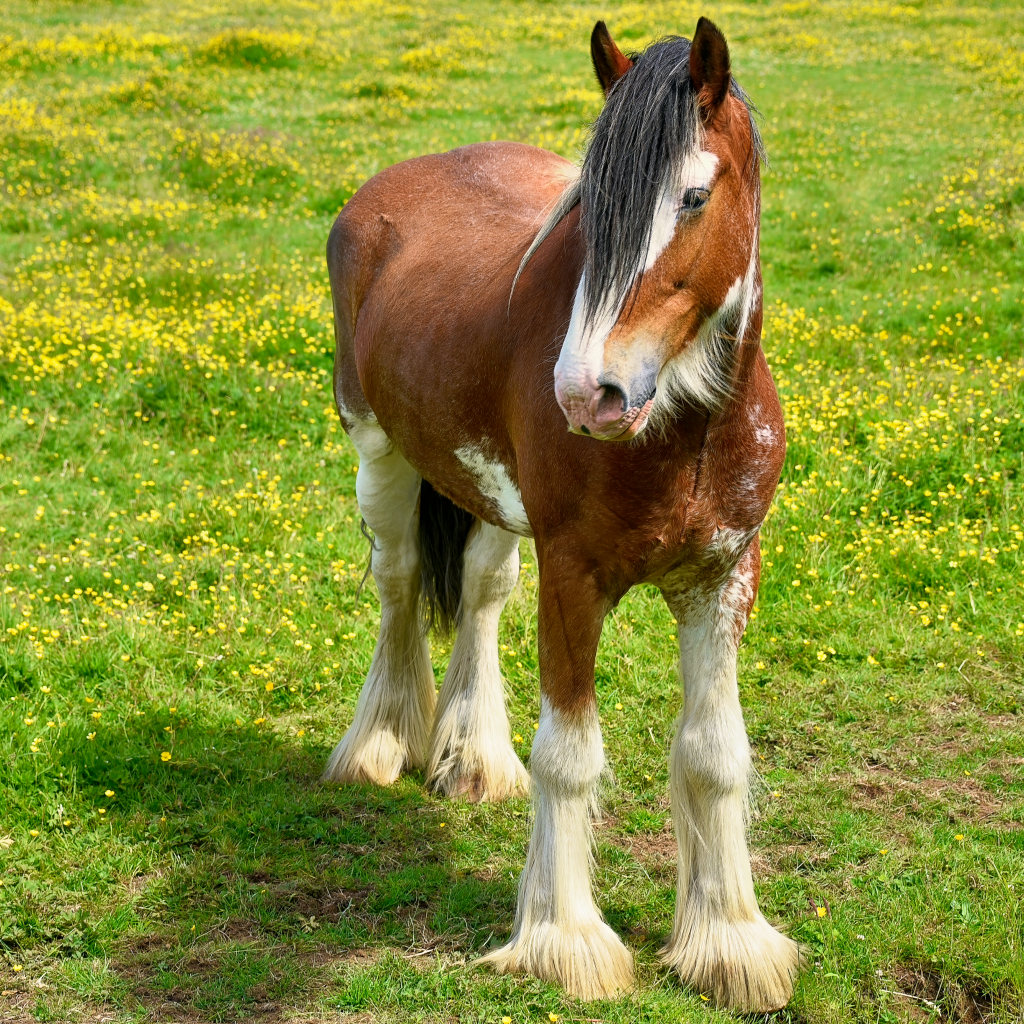 Красивая коричневая лошадь на зеленой траве