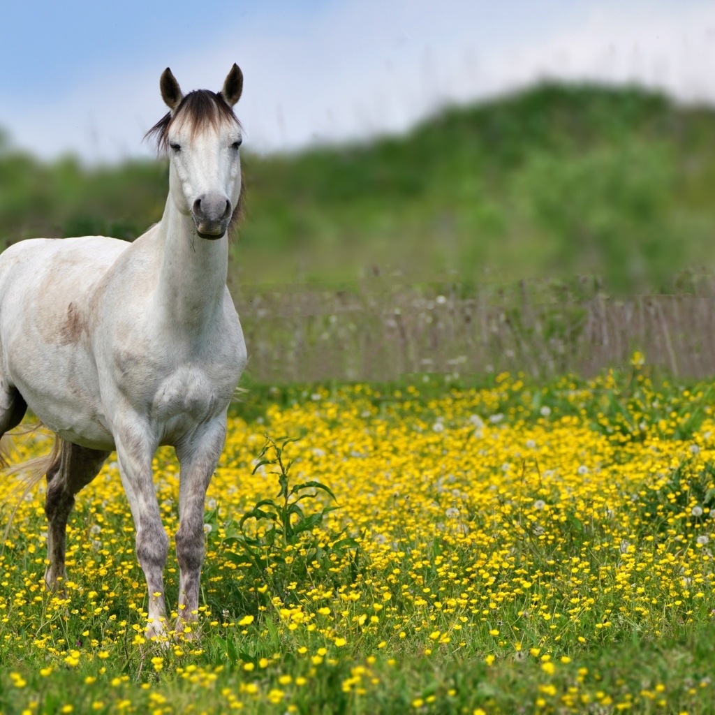 Красивая белая лошадь на поле с желтыми цветами