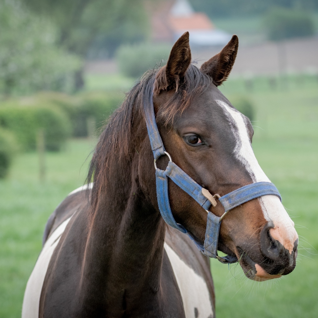 Коричневая с белыми пятнами лошадь крупным планом