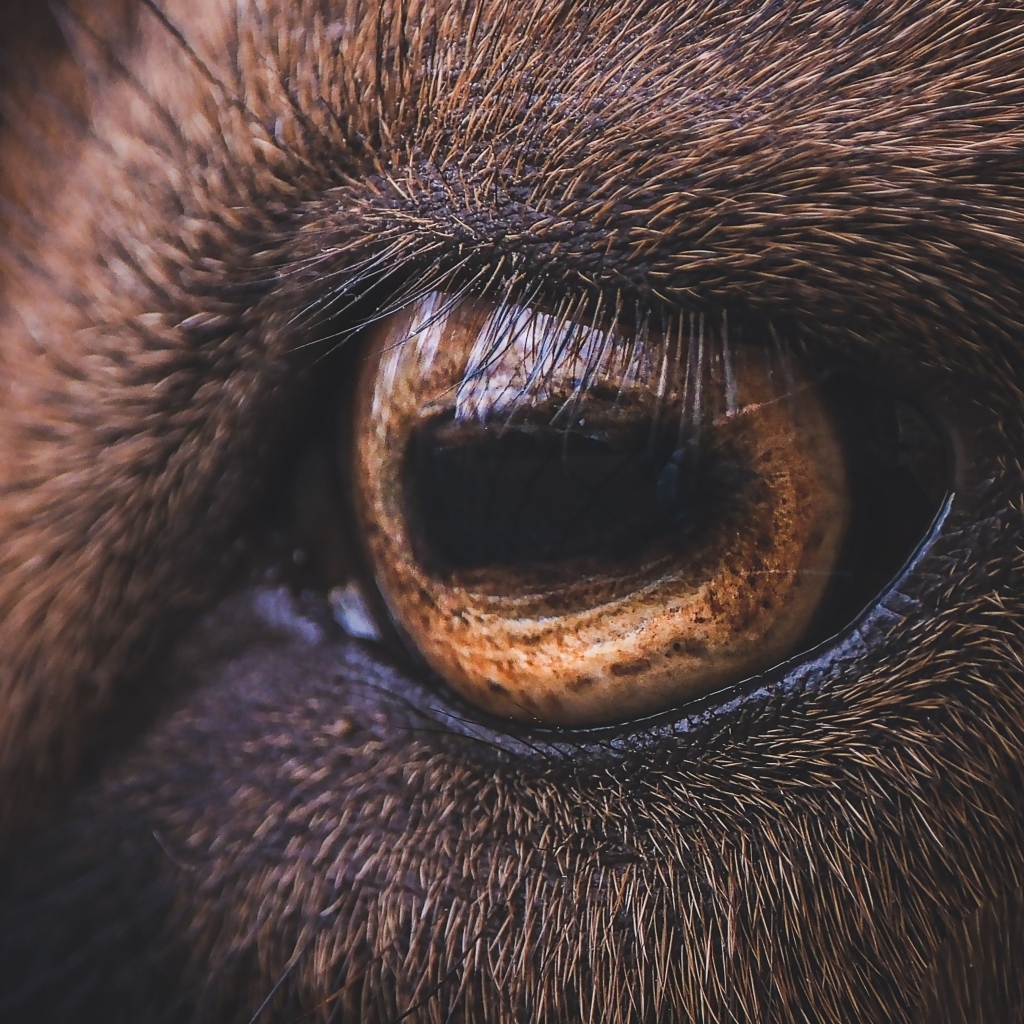 Коричневый глаз лошади крупным планом