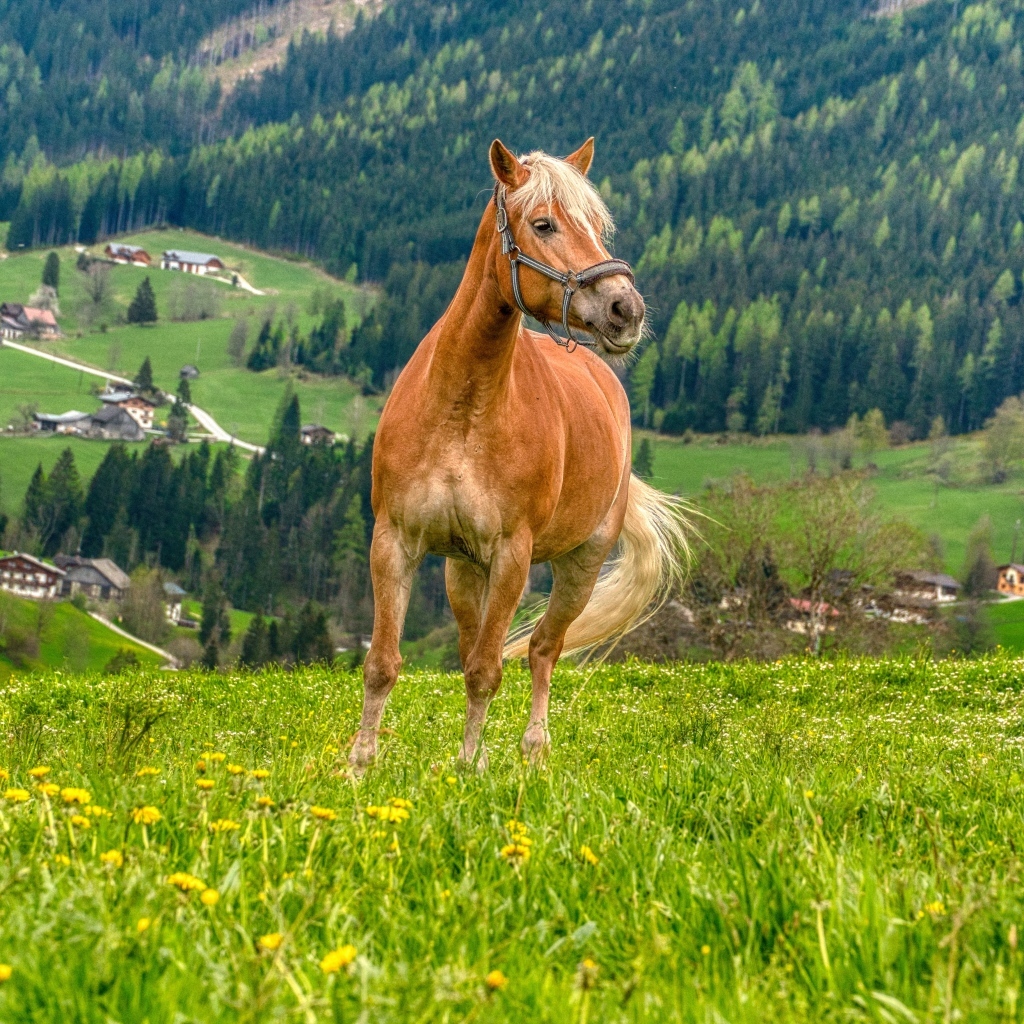 Коричневый конь скачет по зеленой траве