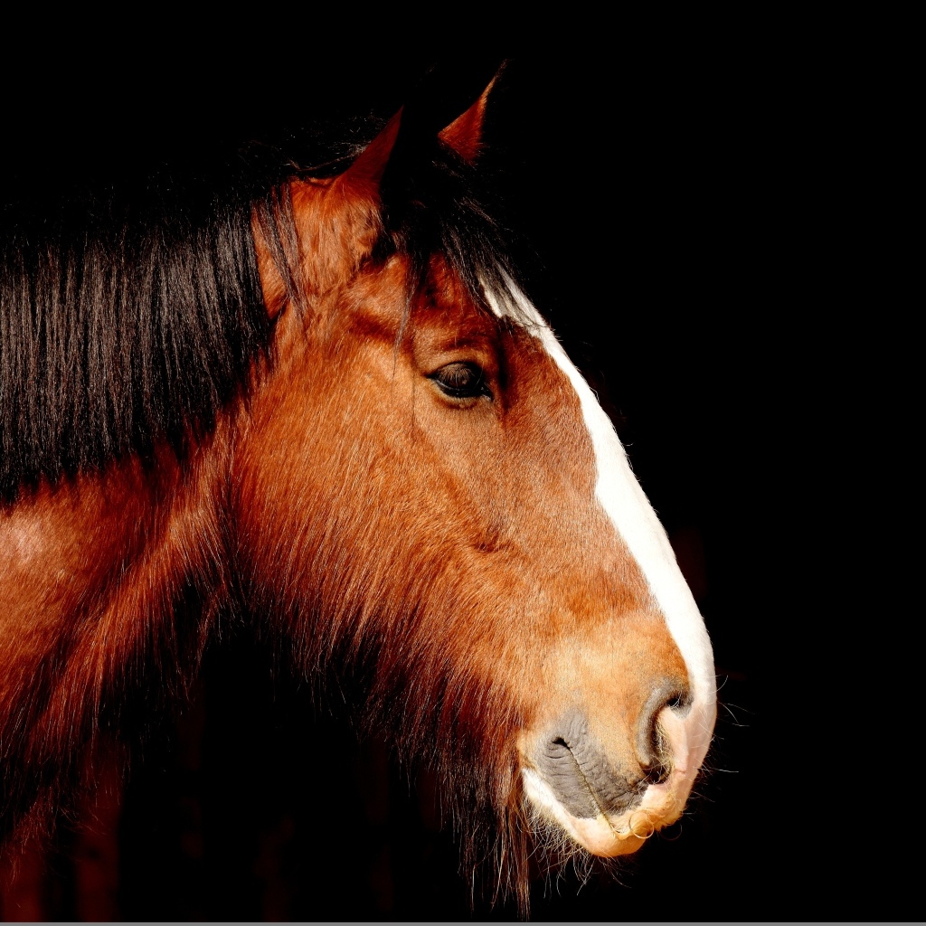 Голова коричневой лошади крупным планом на черном фоне