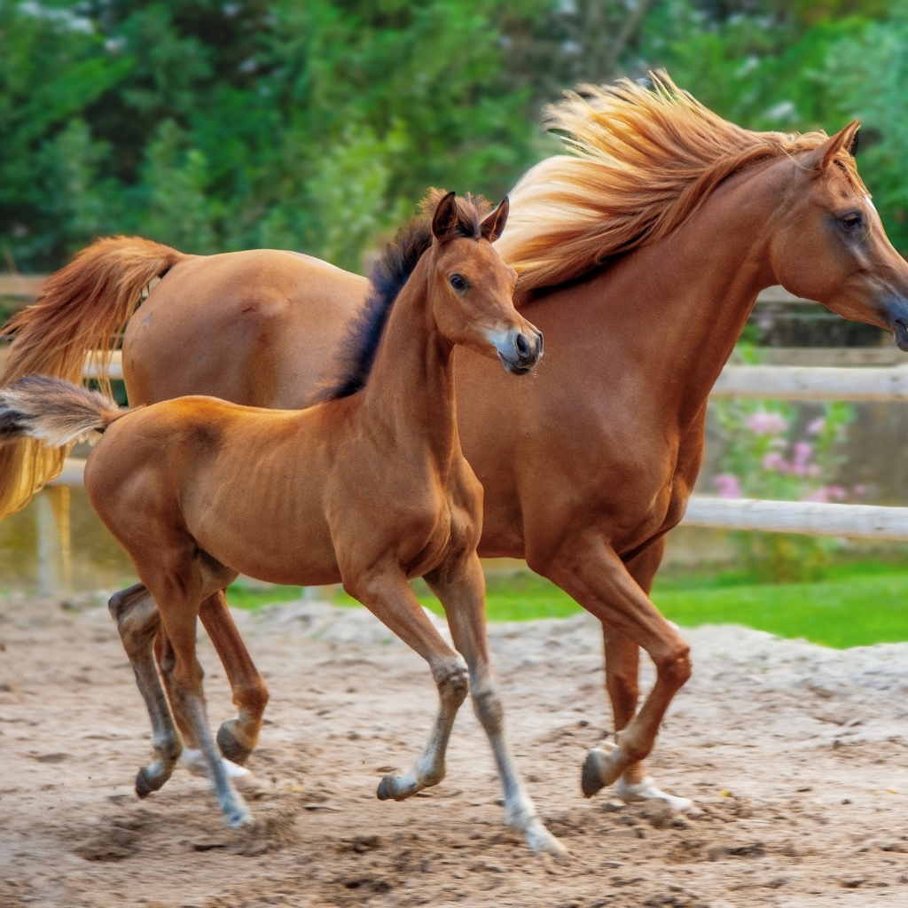 Коричневая лошадь с жеребенком на ферме 