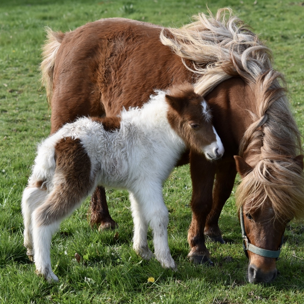 Шетлендские пони пасутся на зеленой траве