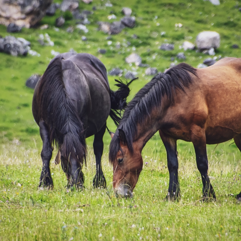 Две большие лошади пасутся на лугу