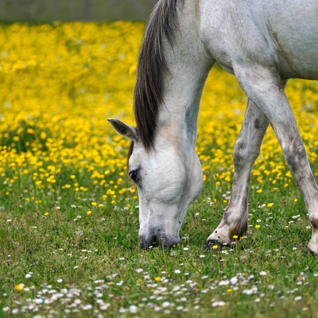 Белая лошадь пасется на лугу  с одуванчиками