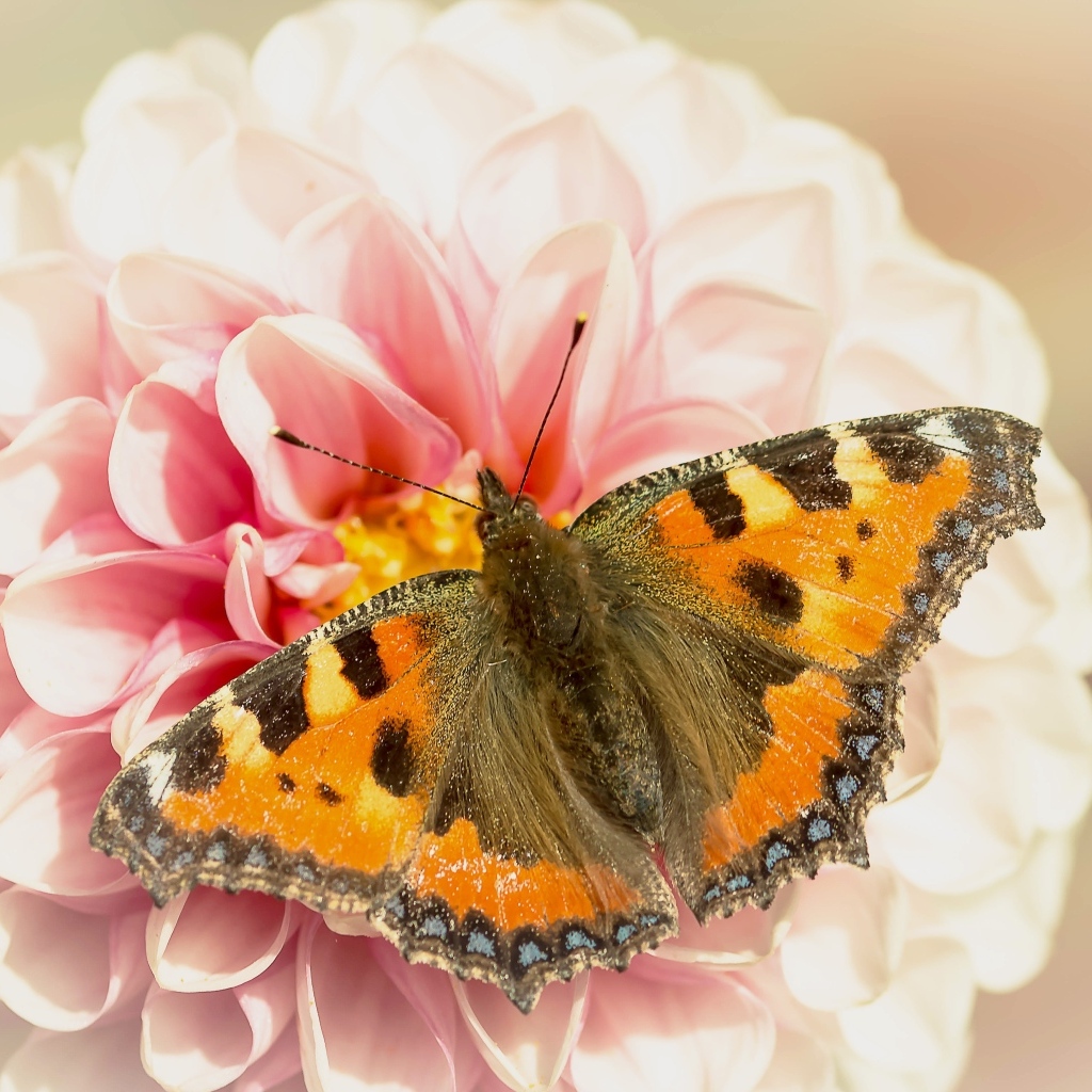 Красивая бабочка сидит на розовом цветке георгины