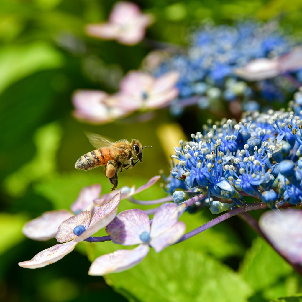 Пчела кружит у цветов гортензии