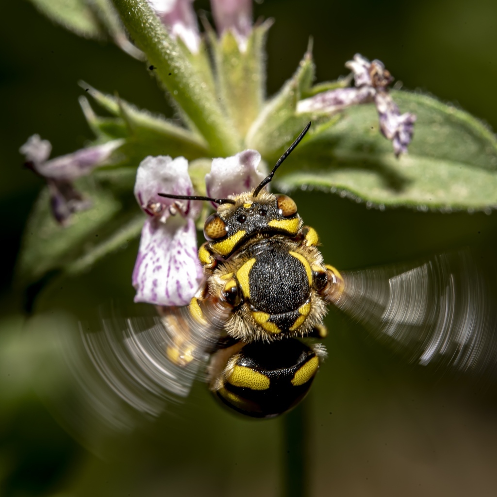 Пчела собирает пыльцу с розового цветка
