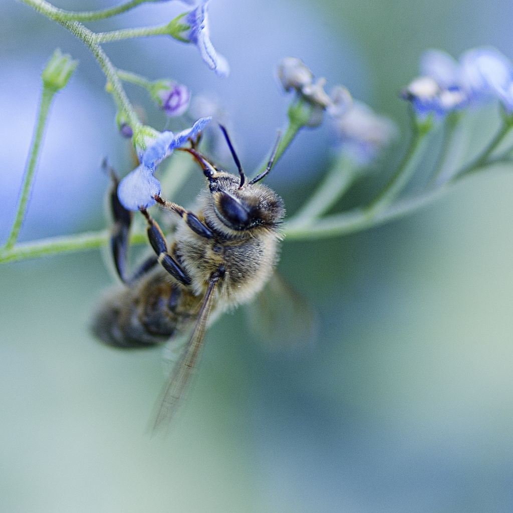 Пчела опыляет голубой цветок