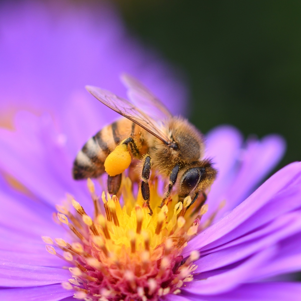 Пчела сидит на розовом цветке сентябринки