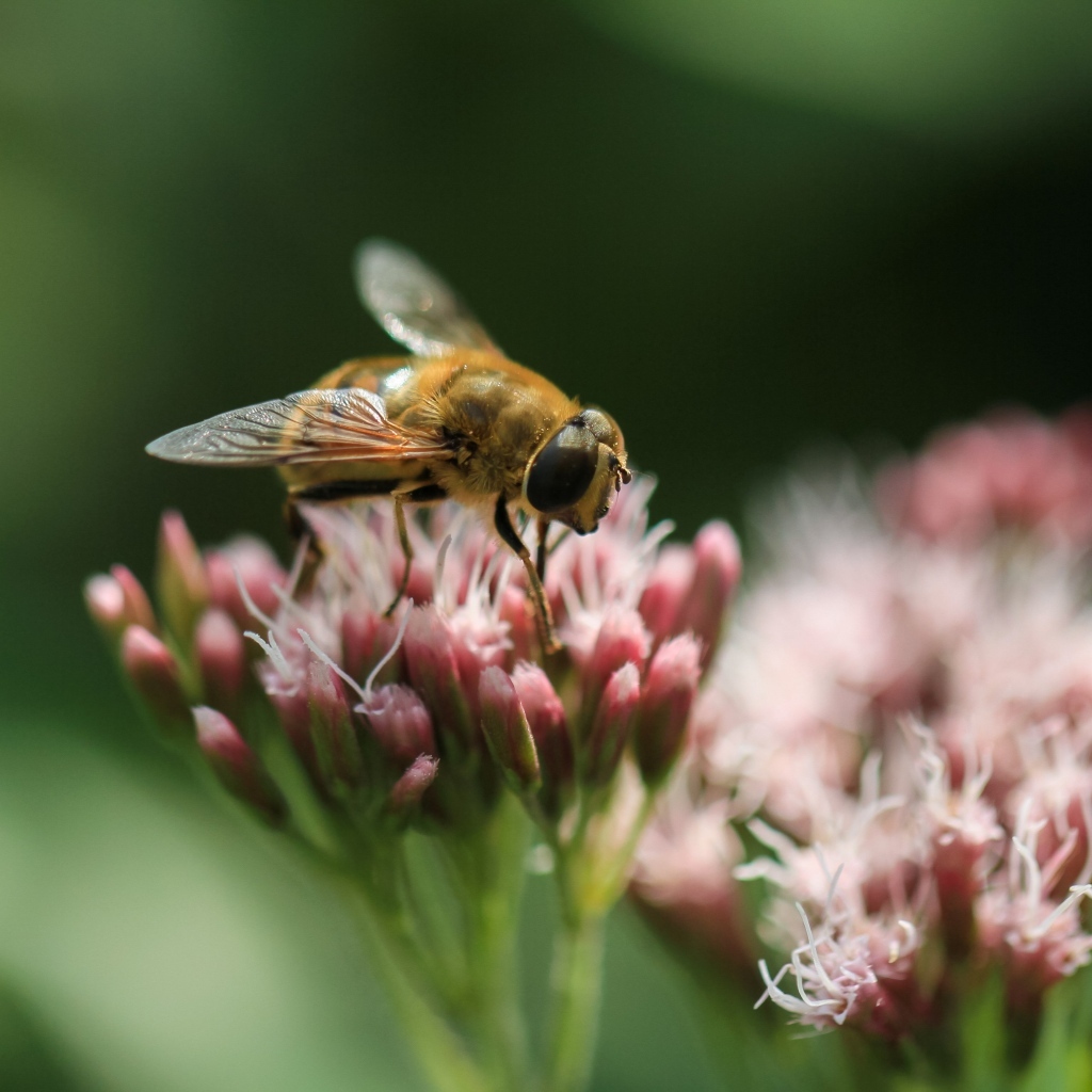 Пчела сидит на розовом цветке на зеленом фоне