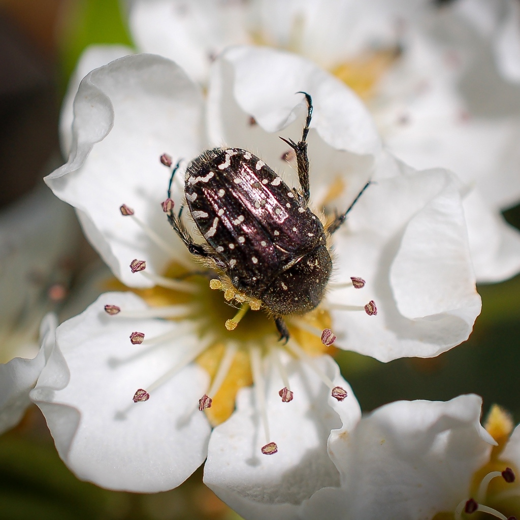 Жук сидит на цветке груши