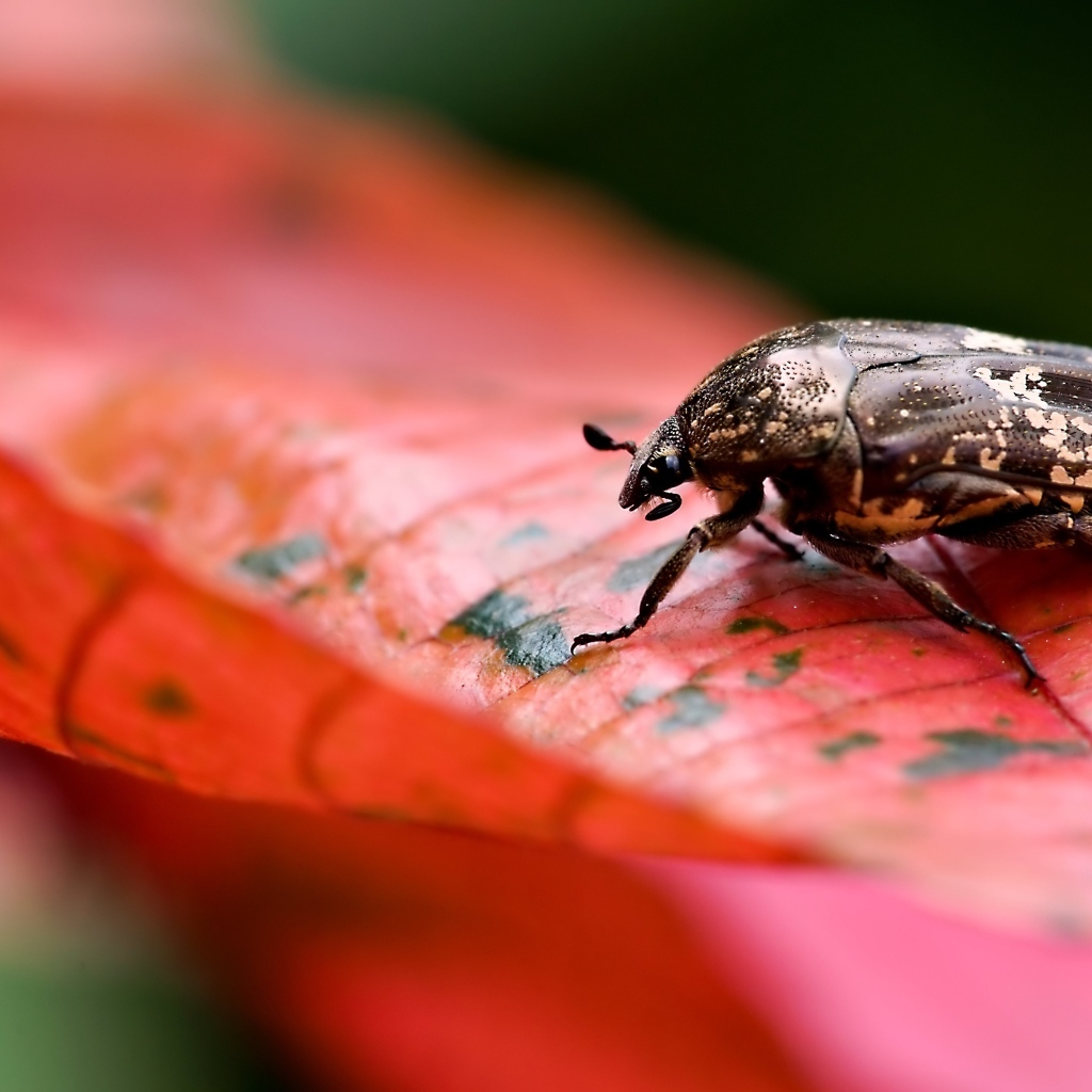 Жук сидит на красном листке