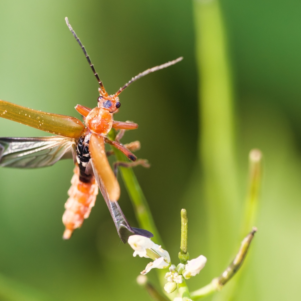 Жук взлетает с растения
