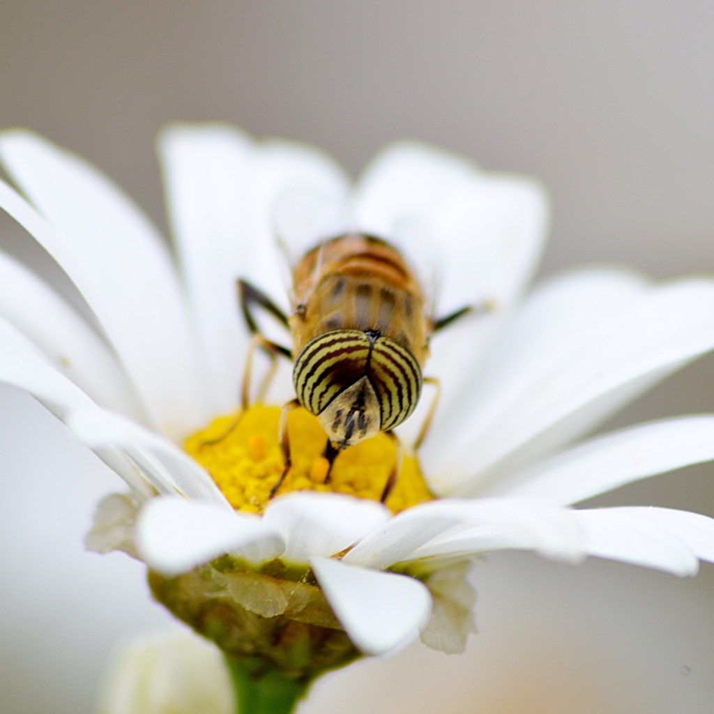 Большая муха сидит на цветке ромашки 
