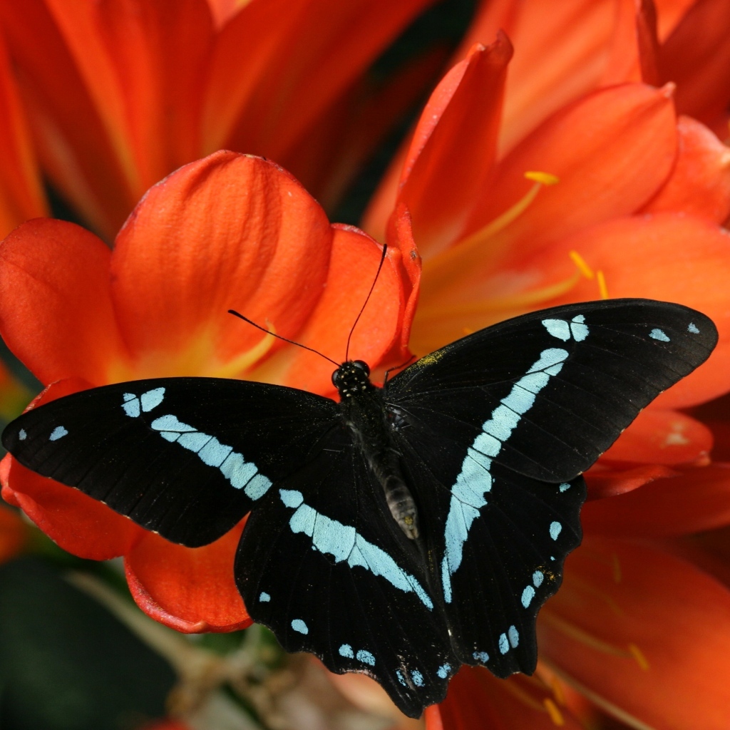 Черная бабочка сидит на красном цветке альстромерии