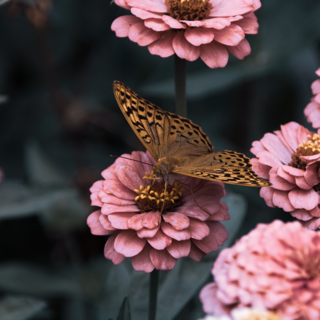 Коричневая бабочка сидит на розовом цветке циннии