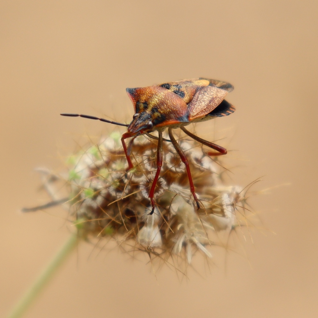 Клоп сидит на растении 