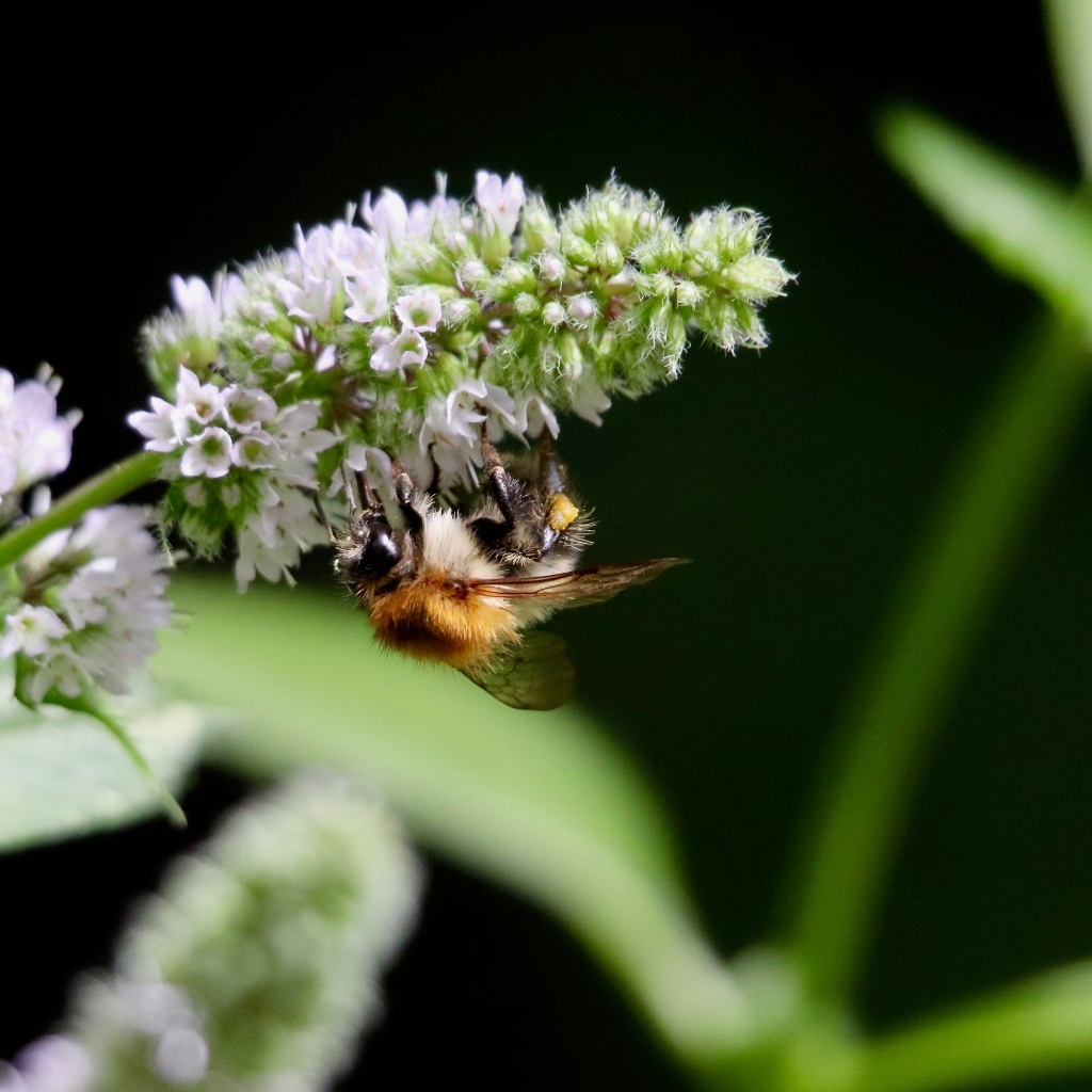 Шмель сидит на цветке мяты