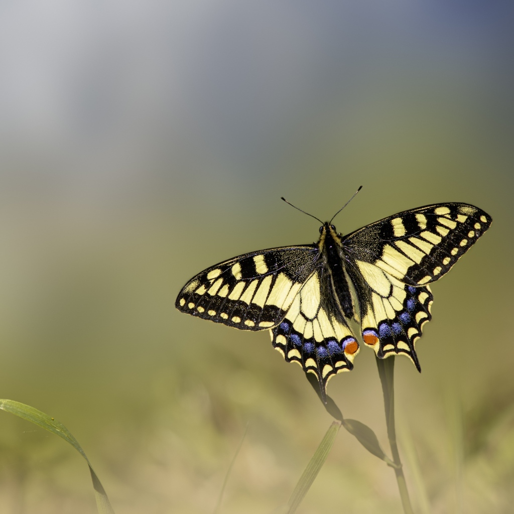 Бабочка с желтыми крыльями сидит на траве