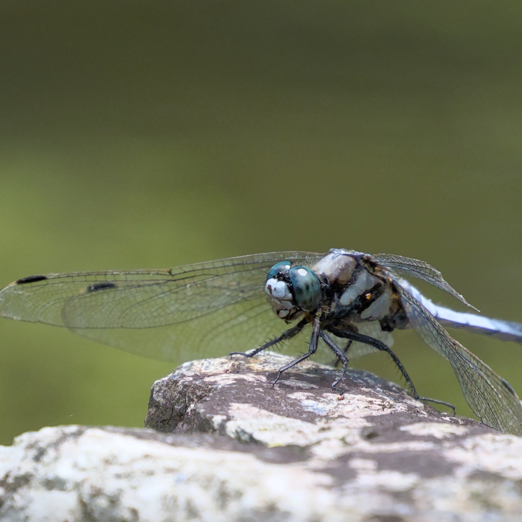 Стрекоза с голубыми крыльями сидит на камне