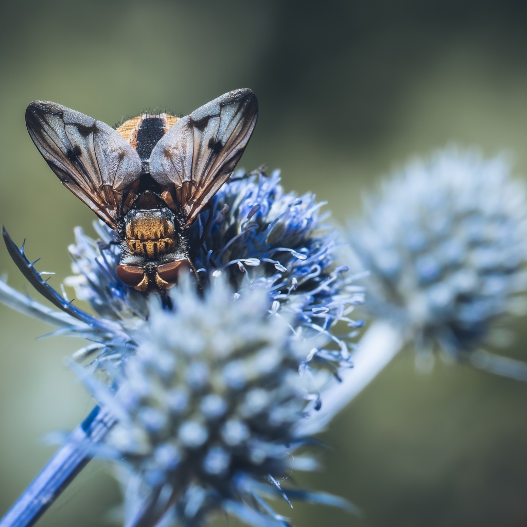 Муха сидит на синем цветке