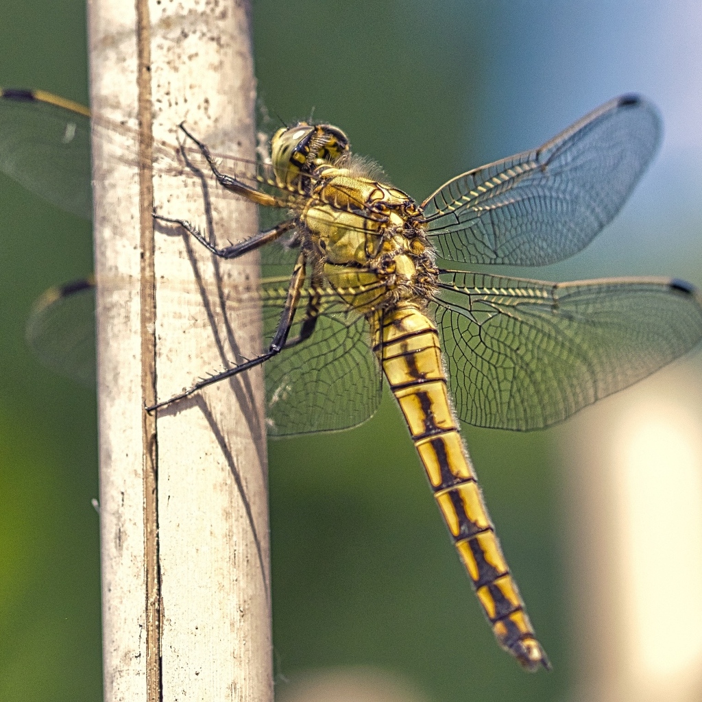Большая красивая стрекоза сидит на сухой ветке