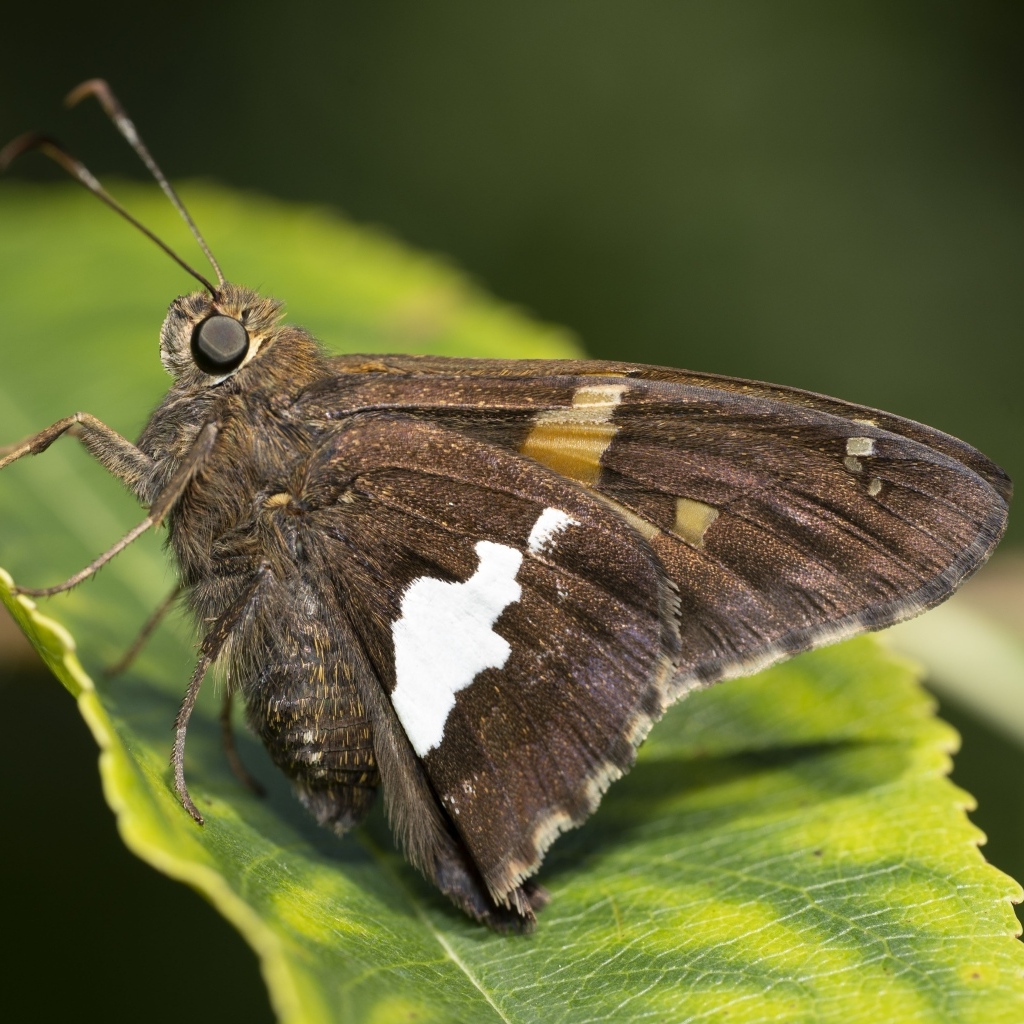Большая коричневая бабочка сидит на зеленом листе