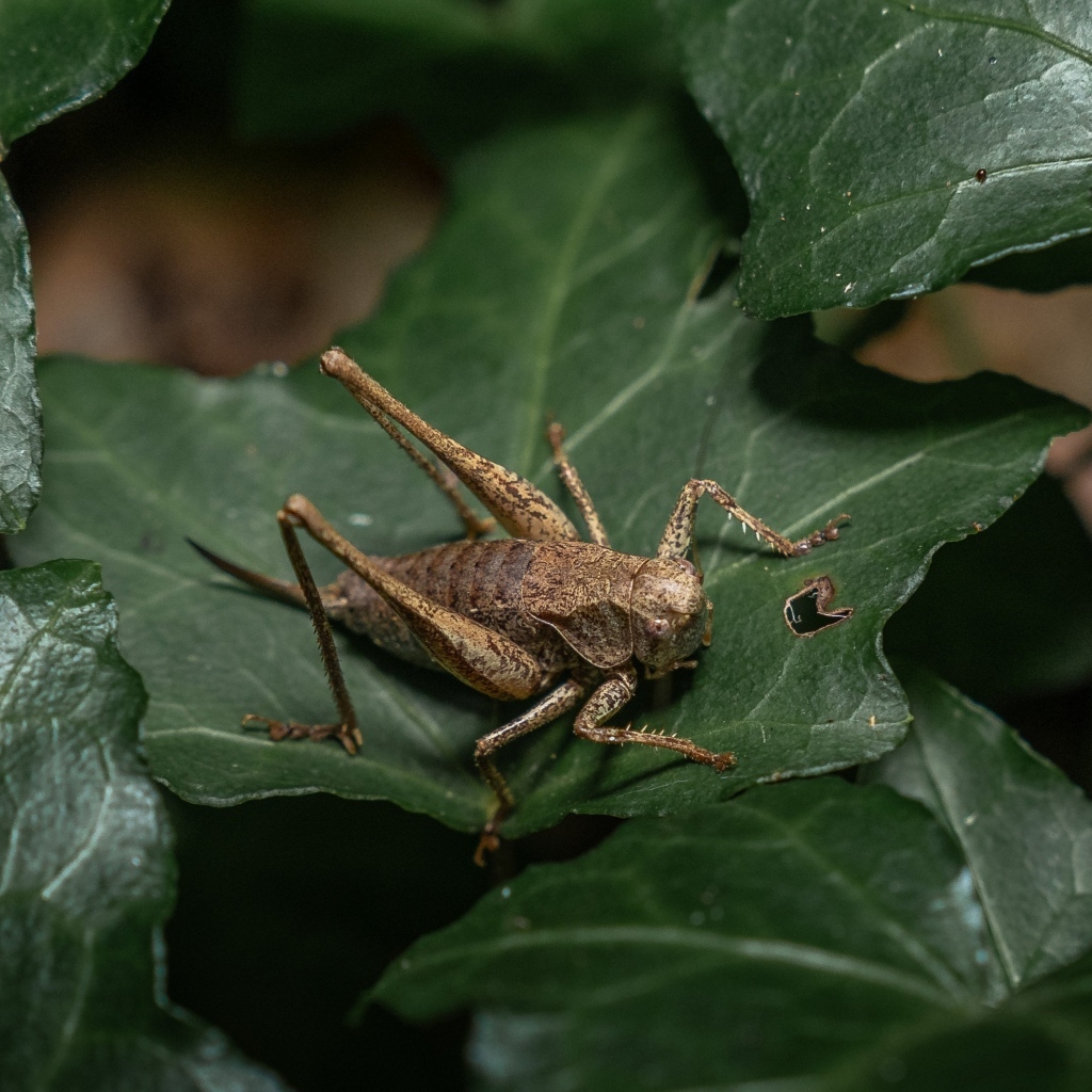 Большой кузнечик сидит на зеленом листке