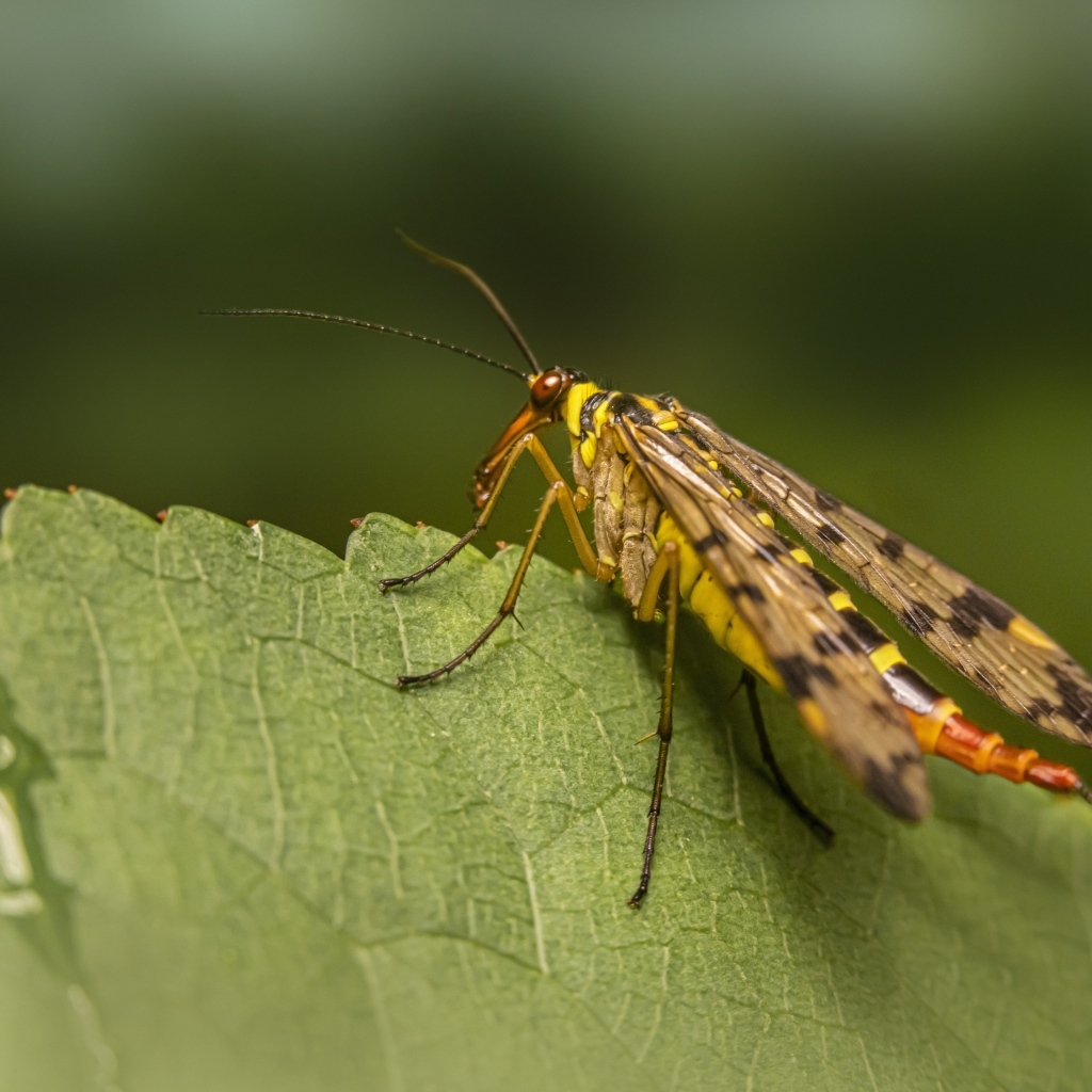 Большой комар сидит на зеленом листе