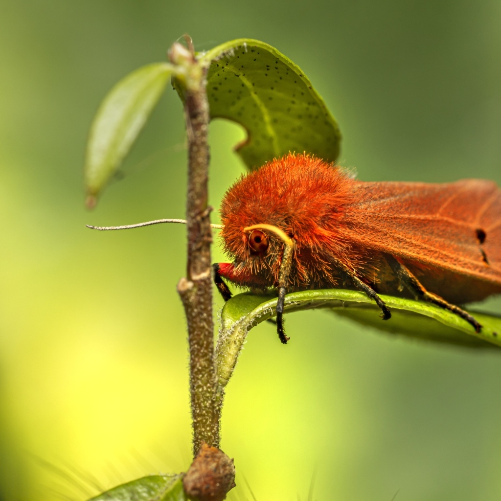 Большая красная моль сидит на зеленом листке