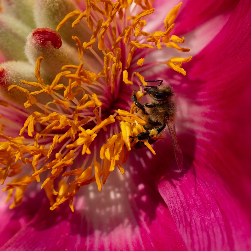 Маленькая пчела в сидит в середине розового цветка