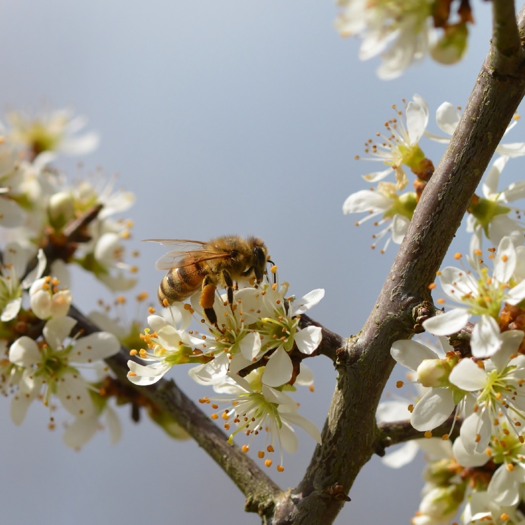 Маленькая пчела сидит на цветке вишни
