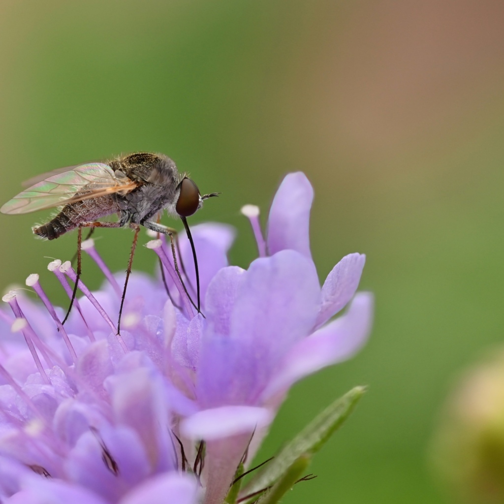 Комар сидит на фиолетовом цветке