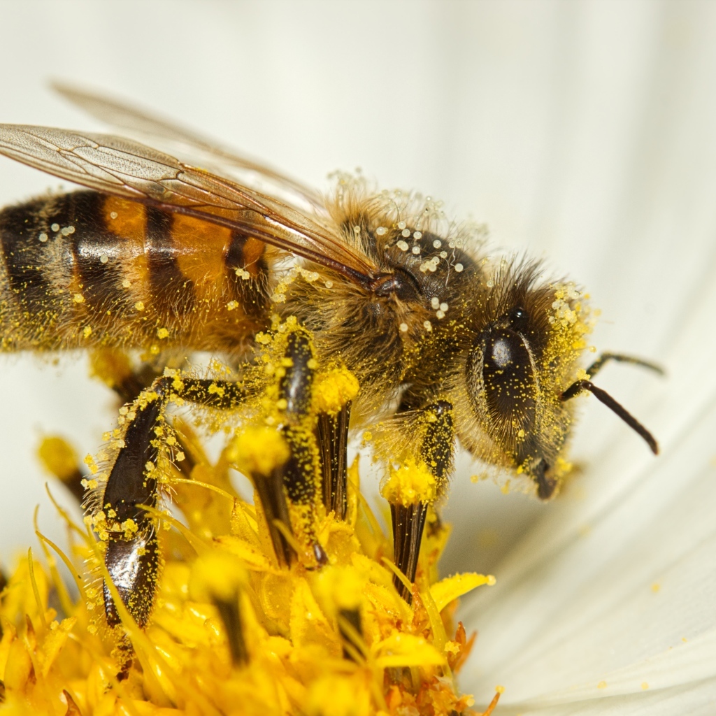 Маленькая пчела собирает пыльцу с белого цветка