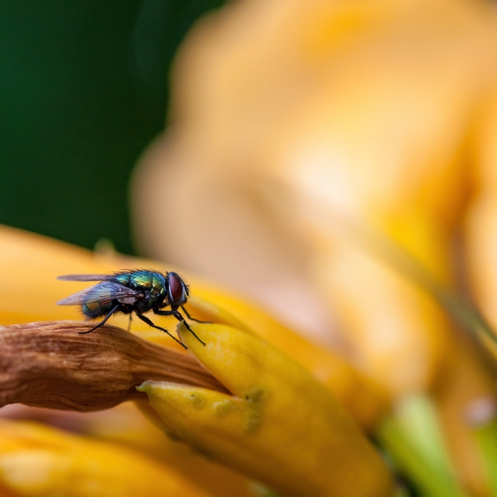 Маленькая зеленая муха сидит на желтом цветке