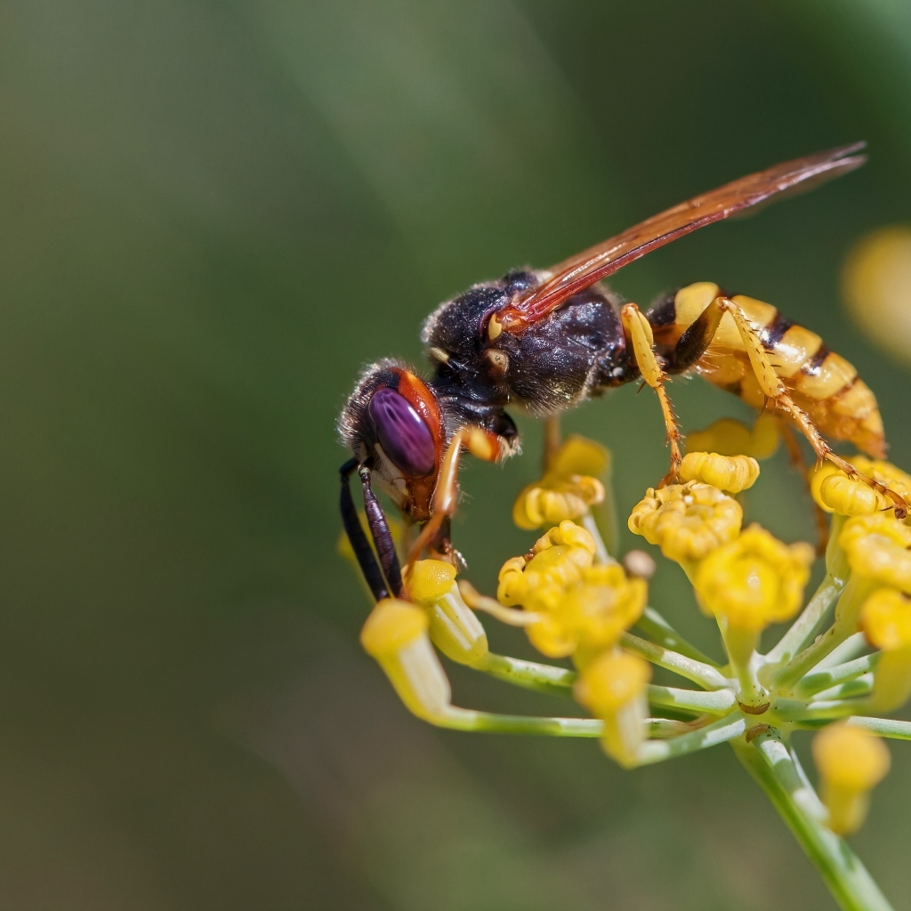 Оса сидит на желтом цветке