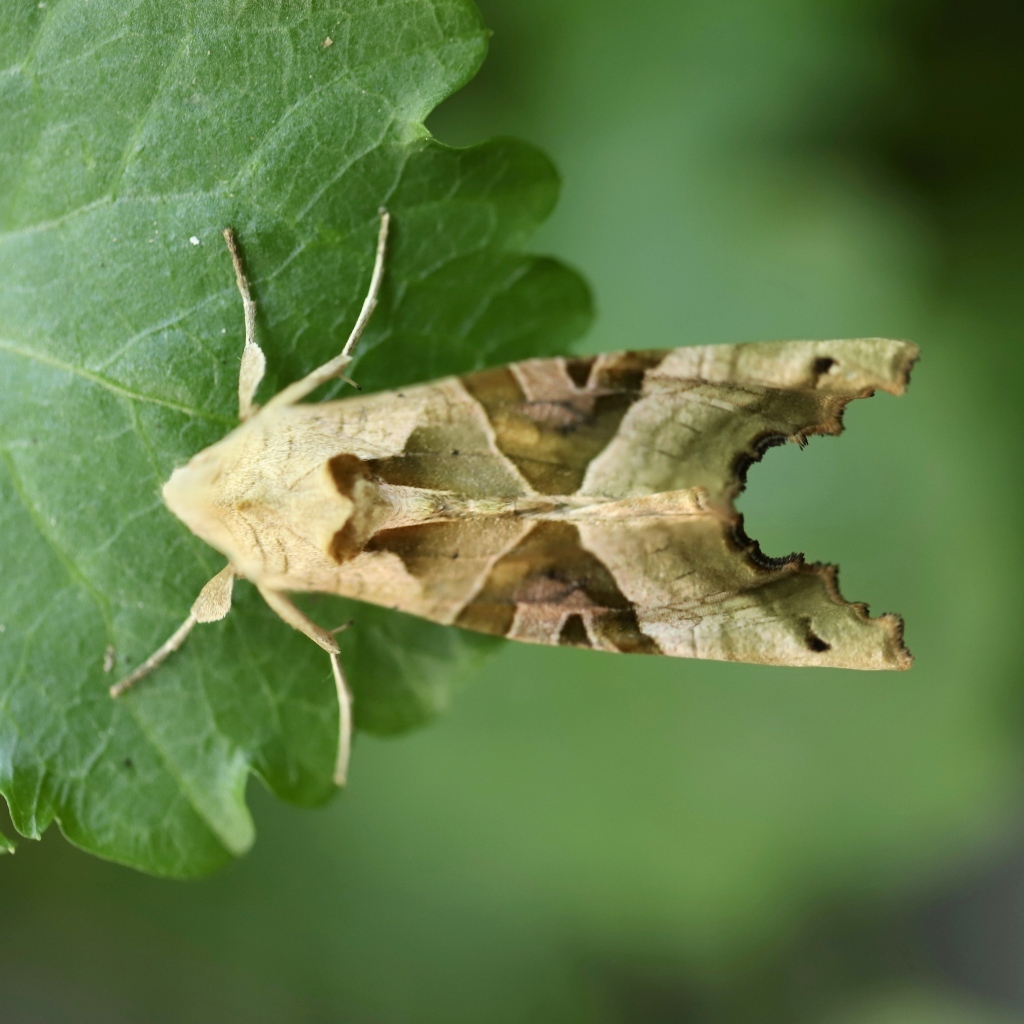 Бабочка агатовая сова на зеленом листе