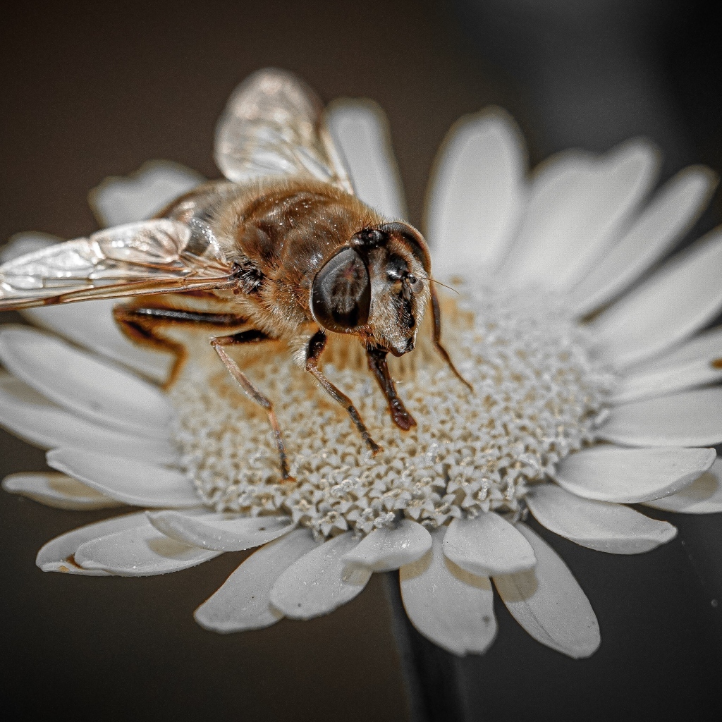 Насекомое сидит на белом цветке