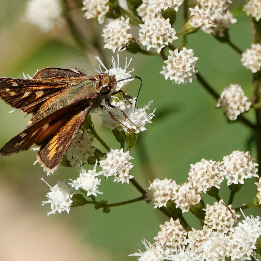 Насекомое сидит на белом цветке